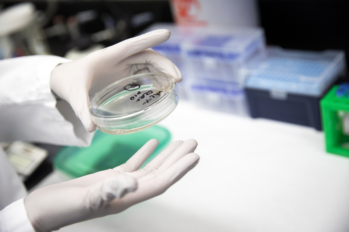 Gloved hands in a lab coat hold petri dish.