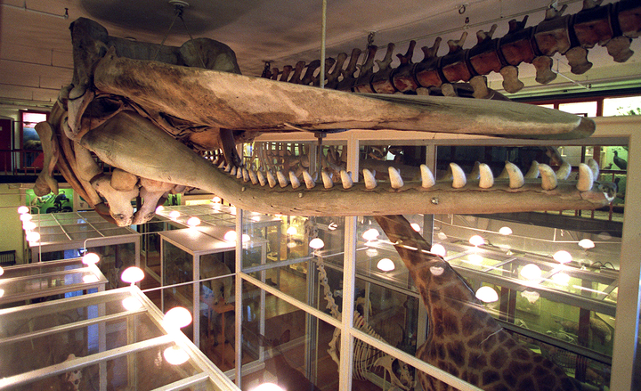Whale jawbone and teeth hanging in museum.