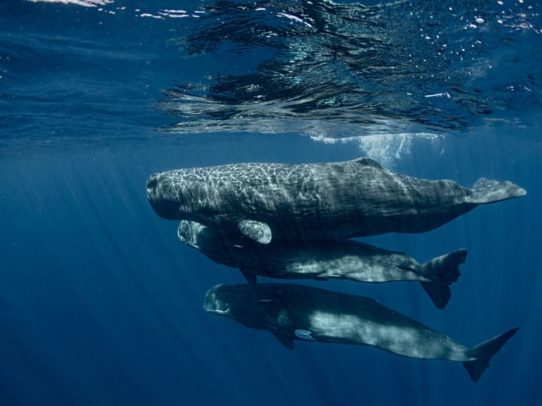 Sperm whales swim near the ocean's surface