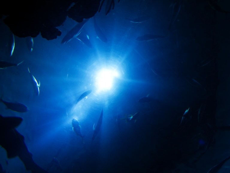 A view of fish silhouettes from the ocean floor looking upward
