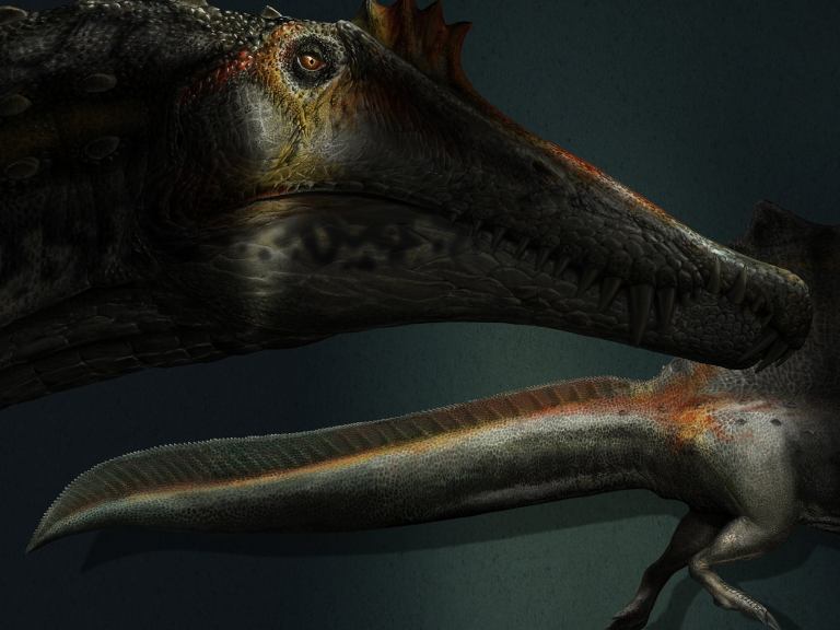 An illustration of a new dinosaur believed to live in water