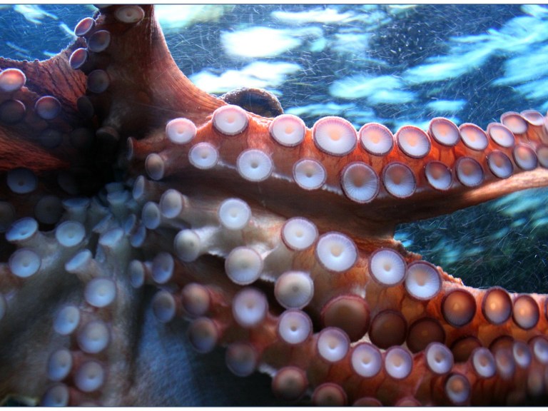 An octopus' tentacles
