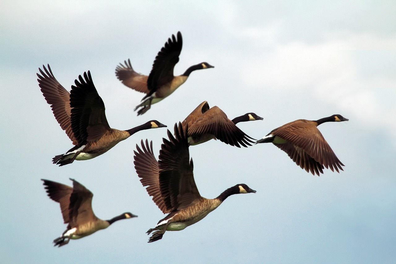 Geese flying