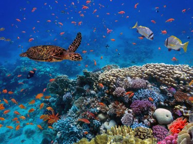 An ocean with coral, fish, and a turtle