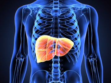 an illustration of a liver within the body