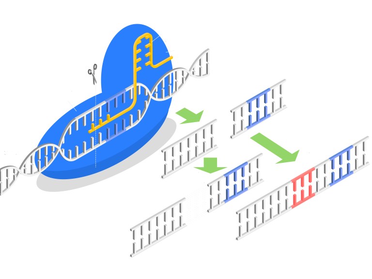 An illustration showing how CRISPR technology can remove and add genes to DNA